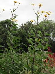 Attēlu rezultāti vaicājumam “Helianthus tuberosus flower”