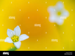 Attēlu rezultāti vaicājumam “Linum catharticum flower”