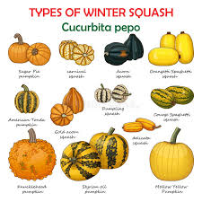 Attēlu rezultāti vaicājumam “Cucurbitaceae”