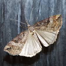 Attēlu rezultāti vaicājumam “Hypena rostralis”