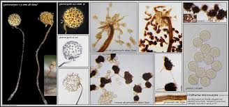 Attēlu rezultāti vaicājumam “Cribraria microcarpa spores”
