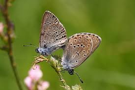 Attēlu rezultāti vaicājumam “Maculinea alcon upperside”
