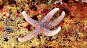 Image result for Asterias rubens