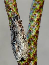 Attēlu rezultāti vaicājumam “Semioscopis oculella”