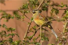 Image result for Emberiza cirlus