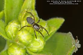 Attēlu rezultāti vaicājumam “Gnaphosidae”