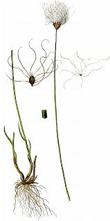 Attēlu rezultāti vaicājumam “Trichophorum alpinum”