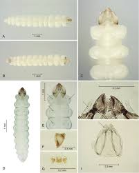 Attēlu rezultāti vaicājumam “Tischeriidae”