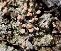 Attēlu rezultāti vaicājumam “Dibaeis baeomyces”