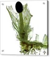 Attēlu rezultāti vaicājumam “Pellia epiphylla sporophyte”