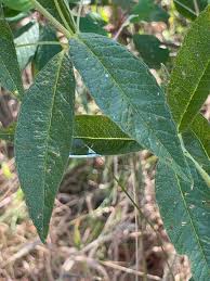 Attēlu rezultāti vaicājumam “Lysimachia vulgaris leaf”