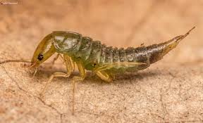 Attēlu rezultāti vaicājumam “Acilius sulcatus male”