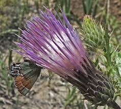 Attēlu rezultāti vaicājumam “Cirsium x rigens flower”