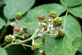 Image result for Rubus sectio