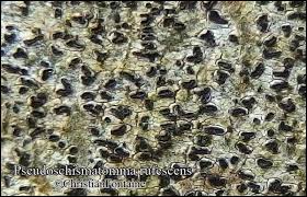 Attēlu rezultāti vaicājumam “Opegrapha rufescens”