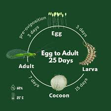 Attēlu rezultāti vaicājumam “Chrysopidae eggs”