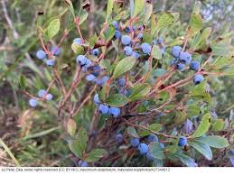 Attēlu rezultāti vaicājumam “Vaccinium uliginosum”