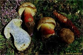 Attēlu rezultāti vaicājumam “Hymenoscyphus fructigenus var. coryli”