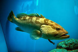 Image result for Epinephelus andersoni