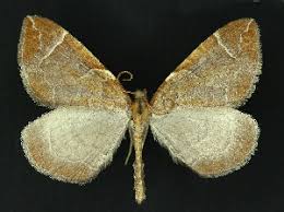 Attēlu rezultāti vaicājumam “Eulithis testata”