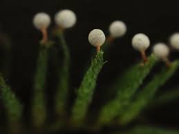 Attēlu rezultāti vaicājumam “Physarum luteolum young”