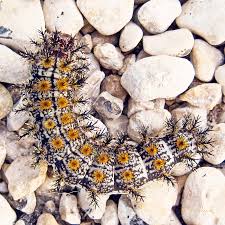 Attēlu rezultāti vaicājumam “Saturniidae”