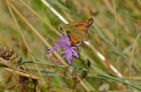 Attēlu rezultāti vaicājumam “Hesperia comma female”
