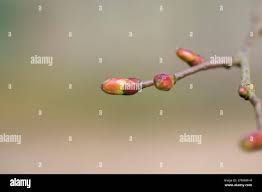 Attēlu rezultāti vaicājumam “Tilia cordata bud”