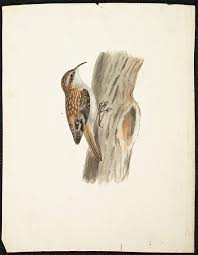 Attēlu rezultāti vaicājumam “Certhia familiaris”