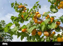 Attēlu rezultāti vaicājumam “Prunus armeniaca fruit”