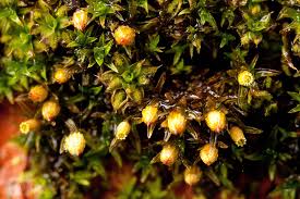 Attēlu rezultāti vaicājumam “Orthotrichum anomalum”