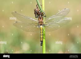 Attēlu rezultāti vaicājumam “Leucorrhinia pectoralis”