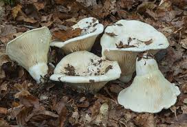 Attēlu rezultāti vaicājumam “Lactarius bertillonii”