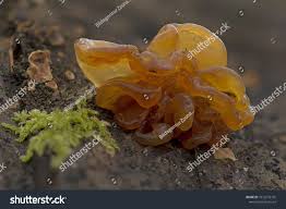 Attēlu rezultāti vaicājumam “Exidia saccharina”