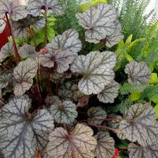 Image result for Heuchera `Swirling Fantasy`