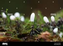 Attēlu rezultāti vaicājumam “Stemonitopsis typhina stalked”