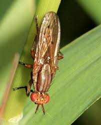 Attēlu rezultāti vaicājumam “Sciomyzidae”