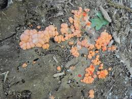 Attēlu rezultāti vaicājumam “Lycogala irregulare”