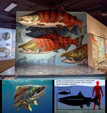 Image result for Oncorhynchus