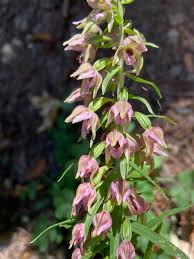 Attēlu rezultāti vaicājumam “Epipactis helleborine flower”