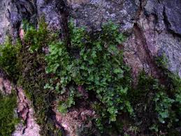 Attēlu rezultāti vaicājumam “Radula complanata”