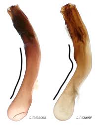 Attēlu rezultāti vaicājumam “Euphydrias aurinia upperside”