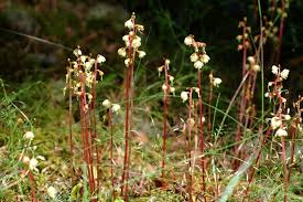 Attēlu rezultāti vaicājumam “Pyrola chlorantha”