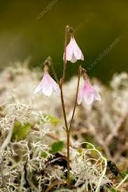 Attēlu rezultāti vaicājumam “Linnaea borealis flower”