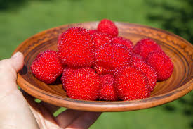 Attēlu rezultāti vaicājumam “Rubus illecebrosus fruit”