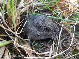 Attēlu rezultāti vaicājumam “Microtus agrestis”