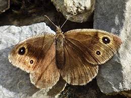 Attēlu rezultāti vaicājumam “Clossiana selene upperside”