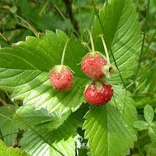 Attēlu rezultāti vaicājumam “Fragaria viridis fruit”