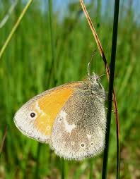 Attēlu rezultāti vaicājumam “Coenonympha tullia underside”