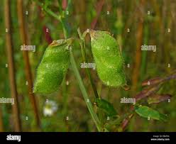 Attēlu rezultāti vaicājumam “Vicia hirsuta fruit”